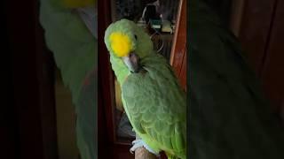 Амазон дела домашние #попугай #birds #птицы #pets #parrot #animals