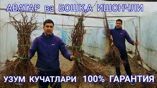 #аватар   ИШОНЧЛИ  УЗУМ   Кучатлари  К,аерда  Сотилади  ..........