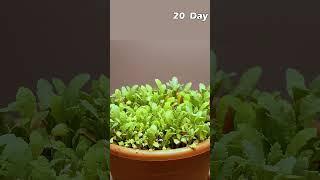 Growing Poppy Plant from Seeds