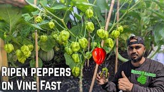 How To Ripen Peppers Faster  |Simple & Easy Way|   #greentgarden #pepper #garden