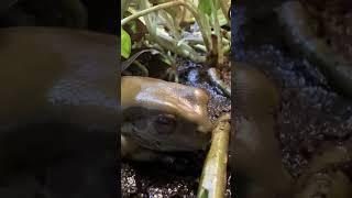 Царевна #москва #shortvideo #zoolife #zooanimals #zoo #экзотика #лягушка #царевна #звезда #зверобой