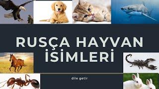 RUSÇA HAYVAN İSİMLERİ - ЖИВОТНЫЕ НА ТУРЕЦКОМ ЯЗЫКЕ