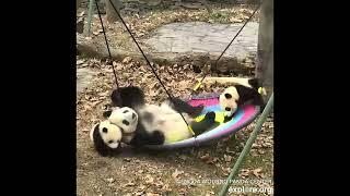 Panda Blooper Party! Bloopers To Make You Smile