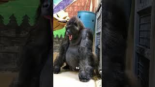 Gorilla #cute #animal