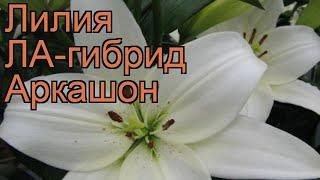 Лилия ла-гибрид Аркашон (lilium hybrid arcachon)  Аркашон обзор: как сажать, луковицы лилии Аркашон