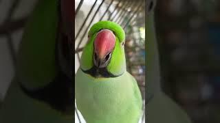 ye mithu talking parrot cute ️