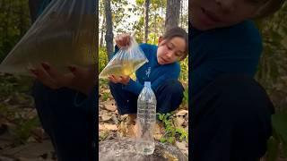 Survival Skills- easy methood saving water transfer to bottle #camping #bushcraft#water #smart