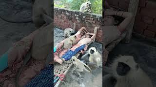 Very hungry langoor | bandar mama/bandar mama pahan pajama | YouTube shorts videos