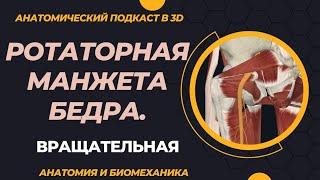 Ротаторная манжета бедра. Вращательная манжета бедра. 3D