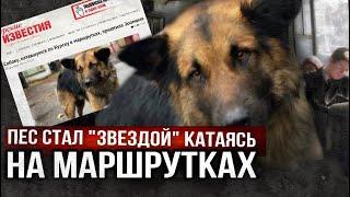 Бездомный немец катался в маршрутках один  и попал на первые полосы газет 