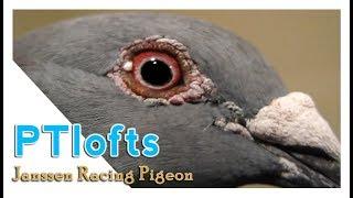 racing pigeons Janssen pombos