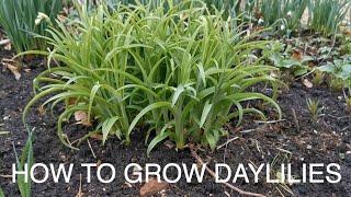 How to Grow Daylilies