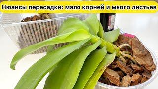 Нюансы посадки орхидеи с маленькими корнями и длинными листьями