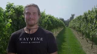 Meet the Winemakers: The Wilson Brothers from Wayvine Winery