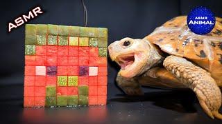 ASMR Mukbang Eating Minecraft Steve  Turtle Tortoise 99