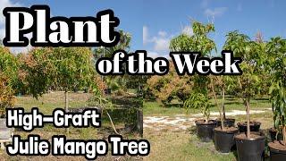 Plant of the Week | High-Graft 'Julie' Mango Trees