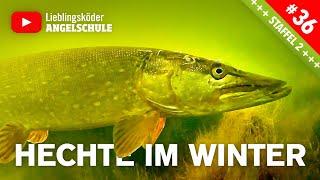 Hechtangeln im WINTER – FANGGARANTIE‼️ (inkl. Unterwasser-Aufnahmen )