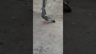 Jaal dar male,good quality #pigeon #bird #kabootar #pigeonlove