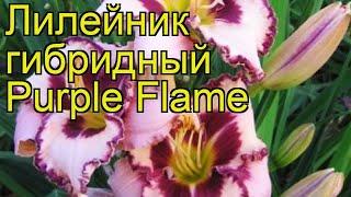 Лилейник гибридный Пепл Флэйм. Краткий обзор, описание hemerocallis hybrida Purple Flame