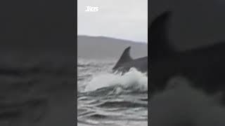 Humpback whale briefly swallows kayaker in Chilean Patagonia, video shows