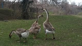 Китайские гуси. Chinese geese.