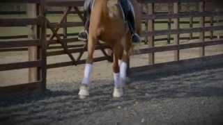 Rob Waine Dressage - ProHorseFilms