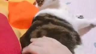 猫顺我者昌，逆我者亡