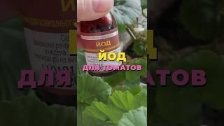 ЛУЧШАЯ подкормка для ваших томатов! #томаты #садоводство #огород