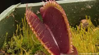 5 Traits That Make Carnivorous Plants Carnivorous
