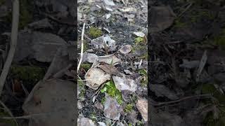 Наша Дача - короткий видеообзор #дача #обзордачи #ремонтдачи #загороднаяжизнь