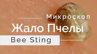 Живое Жало пчелы под микроскопом Living Bee Sting under the Microscope