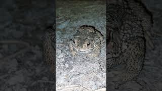 Survive frog life: Part 4 #shots #wildlife #toad