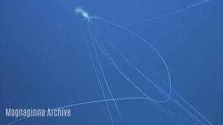 New Bigfin Squid Compilation | Magnapinna Archive