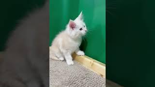 Female Evelisa Gentle Max Born April 21/25// info pm #mainecoon