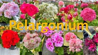 Different varieties of pelargoniums / Разные сорта пеларгоний / Pelargoonide erinevad sordid