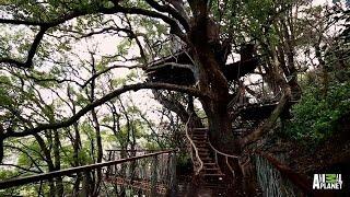 Giant Japanese Treehouse | Treehouse Masters