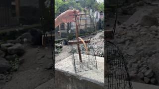 Make a bird trap from wire netting #birdtrap #trap #trap