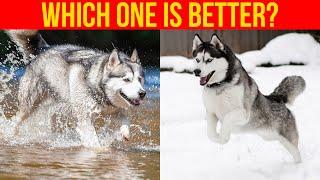 Alaskan Malamute VS Siberian Husky, (Comparing Dog Breeds)