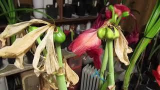 Amaryllis Seed Production