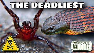 The TOP DEADLIEST Animals In AUSTRALIA That I FOUND!