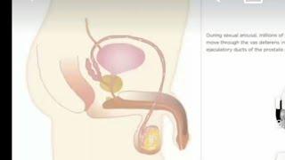 how sex occure/ sperm ejaculation animation