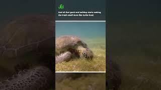 Why plastic is delicious… to turtles #shorts #science #stem #scishow