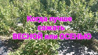 Когда лучше сажать голубику ОСЕНЬЮ или ВЕСНОЙ???