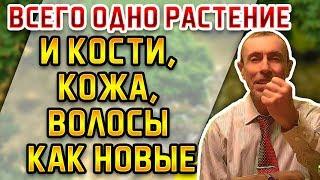 ВСЕГО ОДНО РАСТЕНИЕ И КОЖА, КОСТИ, ВОЛОСЫ КАК НОВЫЕ! Кофе, ячмень, средство от переломов, остеопороз