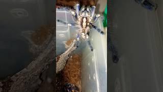 Big Boy! #shorts #exomatictv #tarantula