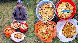 ГРИБЫ ЗАХВАТИЛИ МОЛОДЫЕ СОСНЫ! ОГРОМНЫЕ ПОЛЯНЫ ГРИБОВ МАСЛЯТ, БЕЛЫЕ ГРИБЫ, ПОДОСИНОВИКИ! ГРИБЫ 2021!