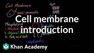 Cell membrane introduction | Cells | MCAT | Khan Academy