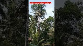 detik detik pohon kelapa tumbang#shorts #viral #fyp#beritaterkini #fypシ #masukberanda #top#katalunk