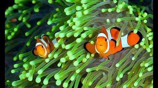 clown fish interesting facts