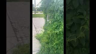 STREET GREEN LIBRARY SUMMER EDITION
